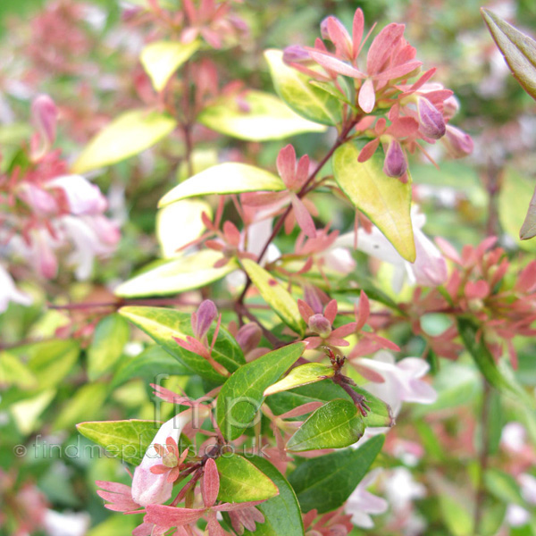 Big Photo of Abelia Goldsport Fl