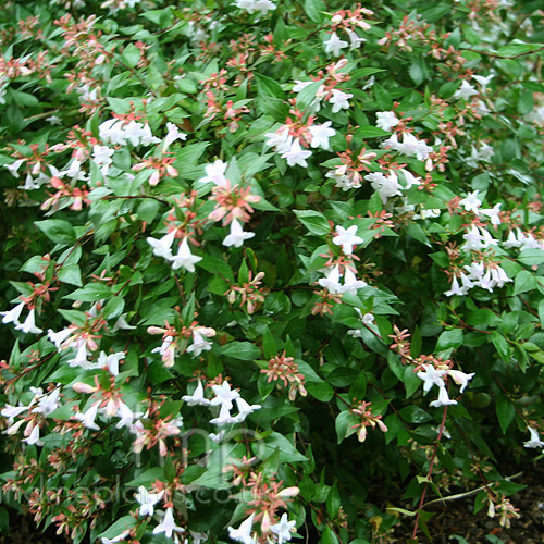Big Photo of Abelia Grandiflora
