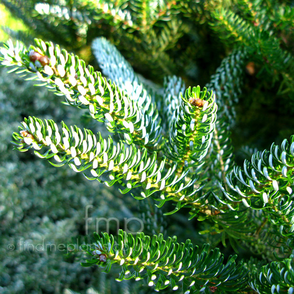 Big Photo of Abies Dilberlocke Leaf