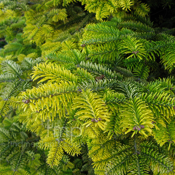 Big Photo of Abies Nordmanniana Goldenspreader