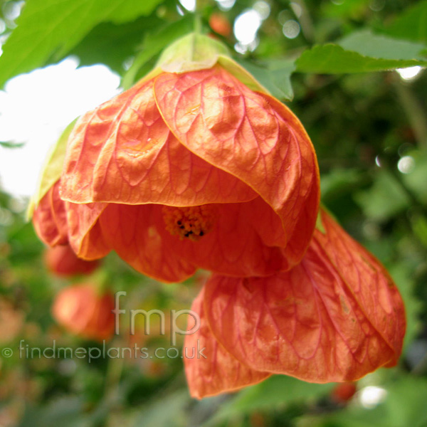 Big Photo of Abutilon Pictum Fl