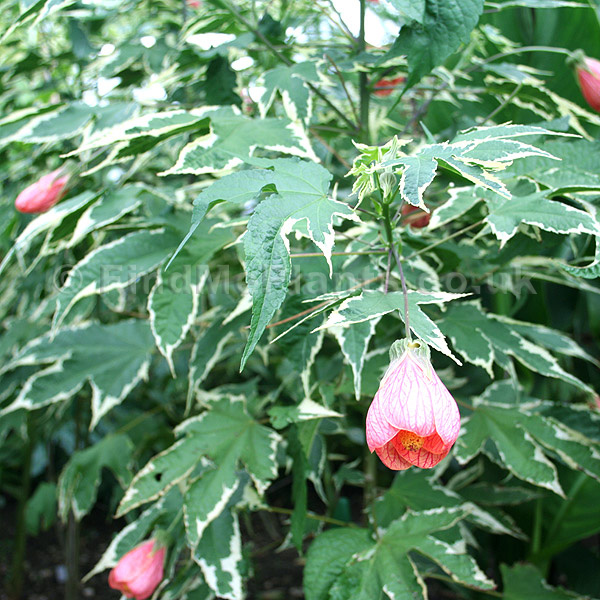 Big Photo of Abutilon Souvenir