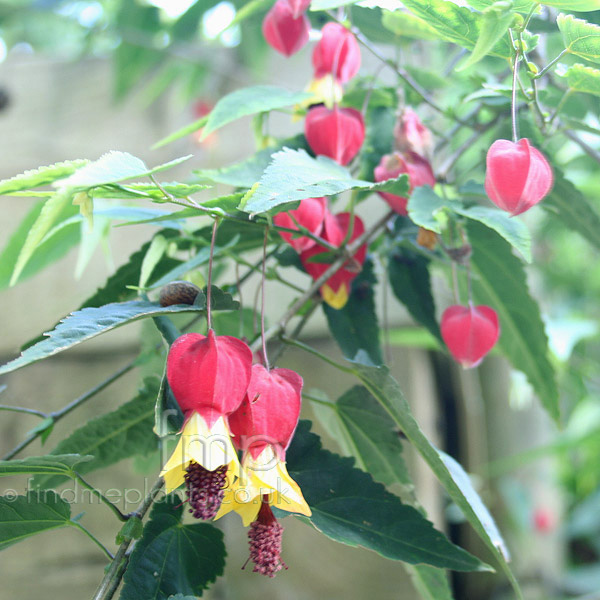Big Photo of Abutilon Wisleyred