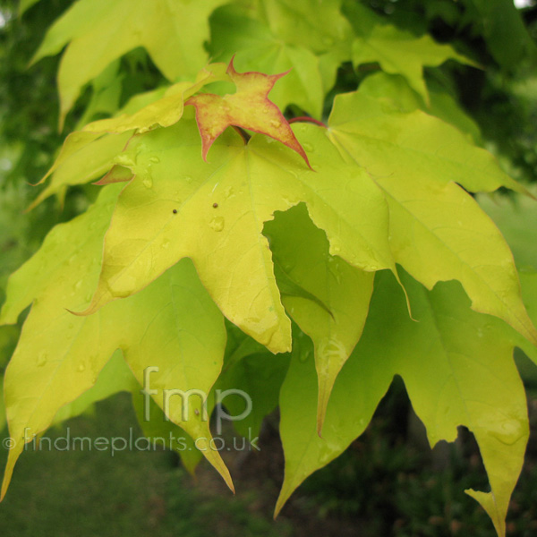 Big Photo of Acer Cappadocicum Aurem Lf
