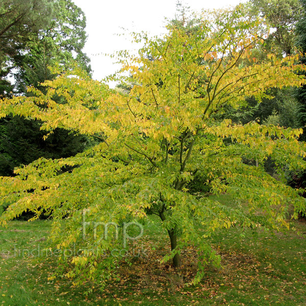 Big Photo of Acer Crataegifolium Veitchii