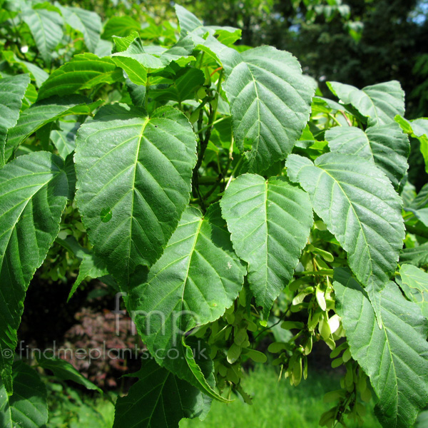 Big Photo of Acer Davidii Ernestwilson