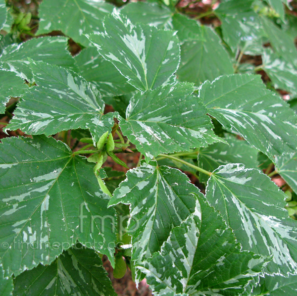 Big Photo of Acer Hatsuyuki Lf