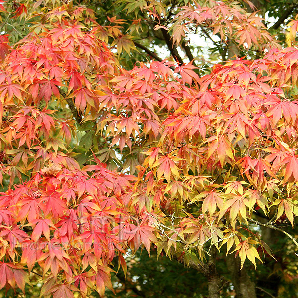 Big Photo of Acer Heptalobumi