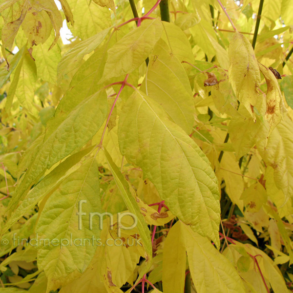 Big Photo of Acer Negundo Winterlightening Aut
