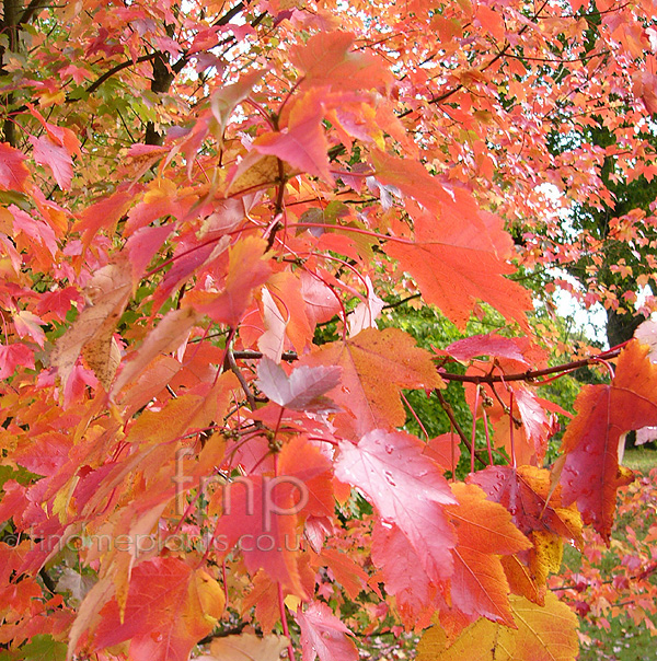 Big Photo of Acer October Glory