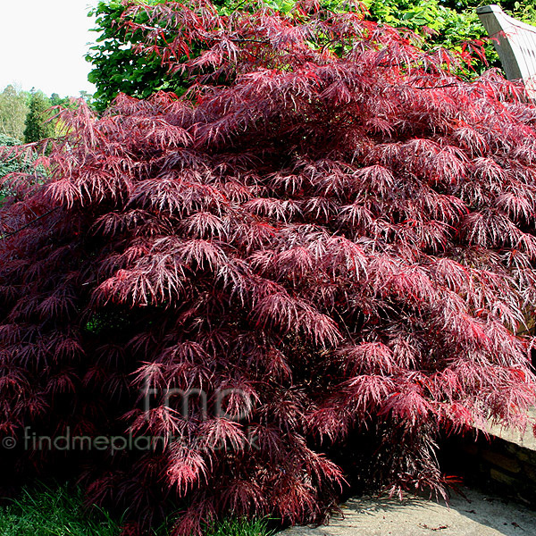 Big Photo of Acer Palmatum Garneti
