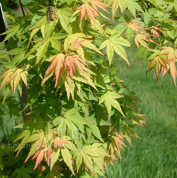 Big Photo of Acer Palmatum Jiro Shidare