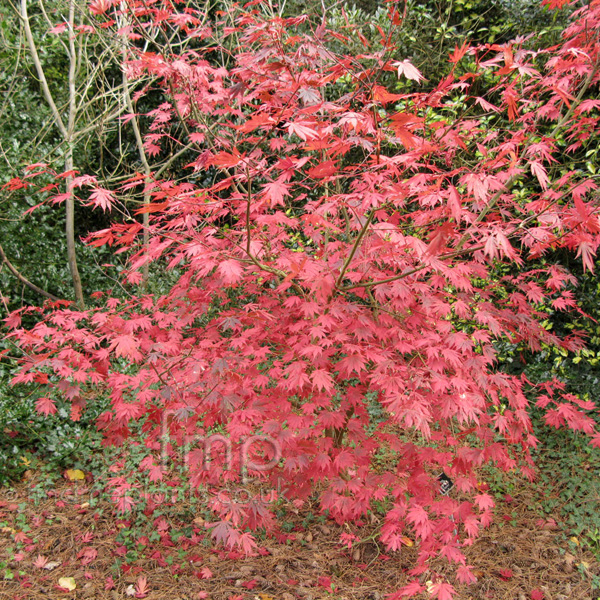 Big Photo of Acer Palmatum Yasemin