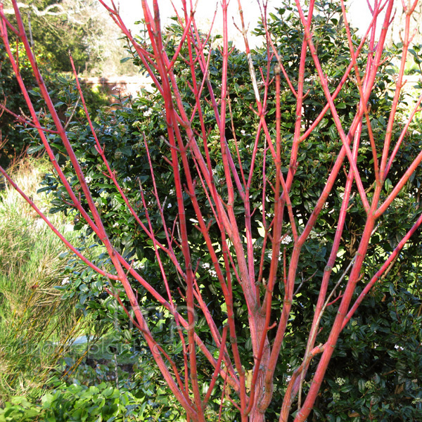 Big Photo of Acer Pensylvanicum Erythrocladum
