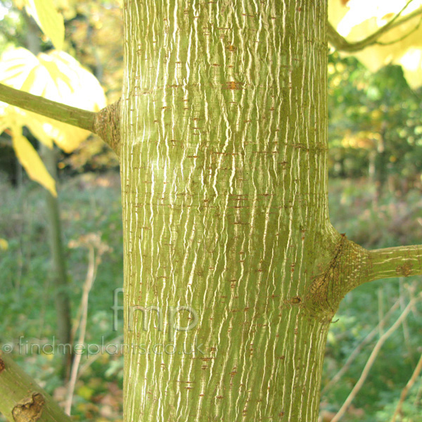 Big Photo of Acer Pensylvanicum Stem