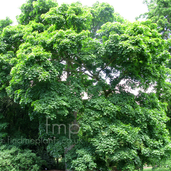Big Photo of Acer Platanoides