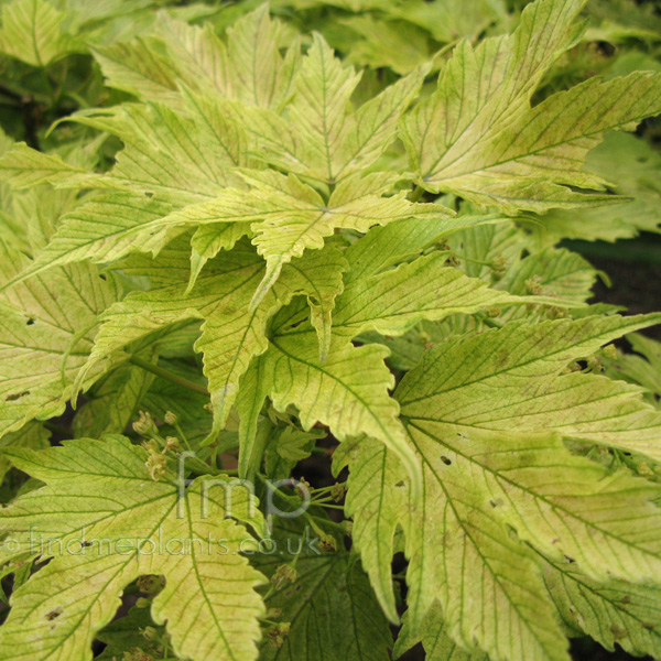 Big Photo of Acer Prinzhandjery Lf