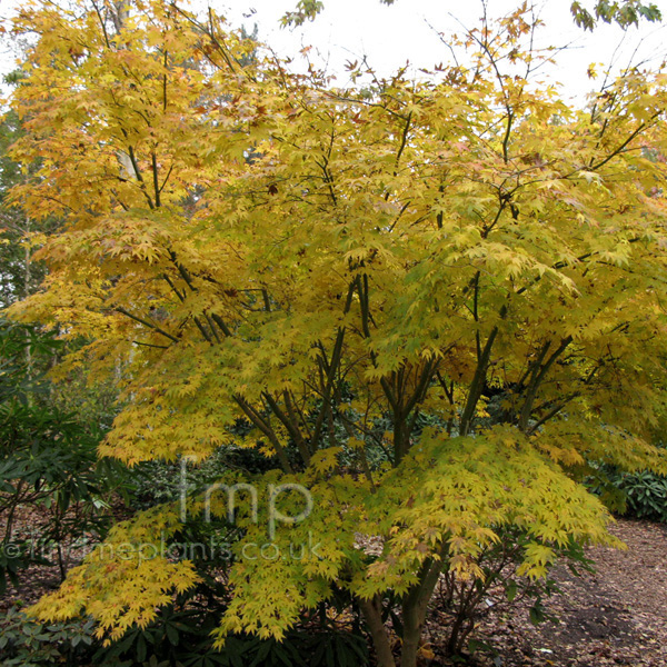 Big Photo of Acer Pseudosieboldianum