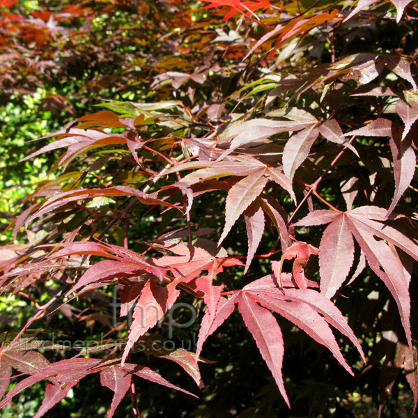 Big Photo of Acer Redshadow Leaf