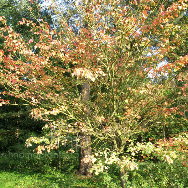 Big Photo of Acer Rufinerve Albolimbatum