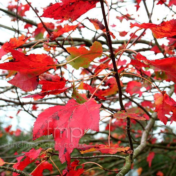 Big Photo of Acer Schlesingeri