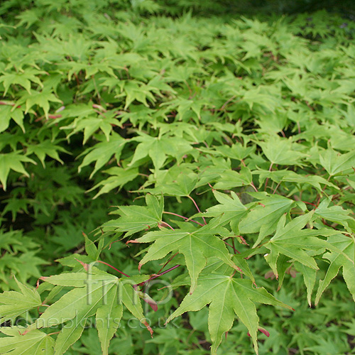 Big Photo of Acer Septemlobum