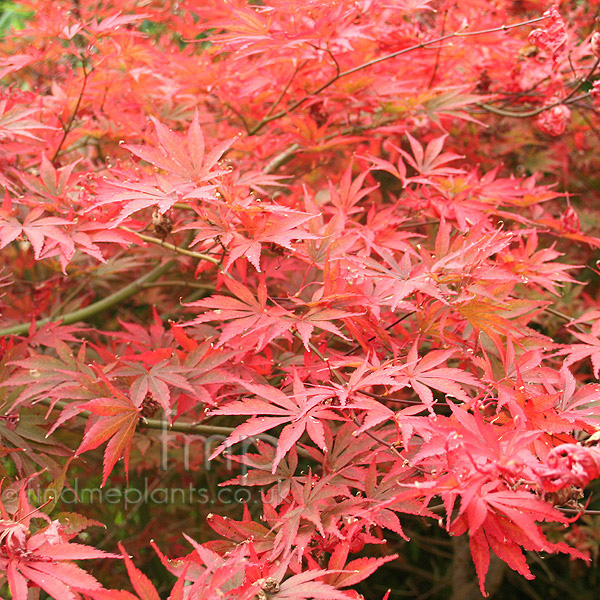 Big Photo of Acer Shojoshidare