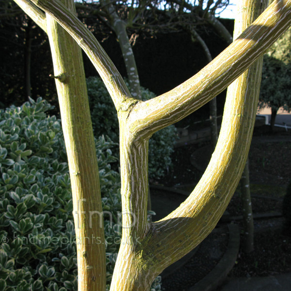 Big Photo of Acer Snakebark Stem