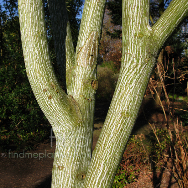 Big Photo of Acer Tegmentosum