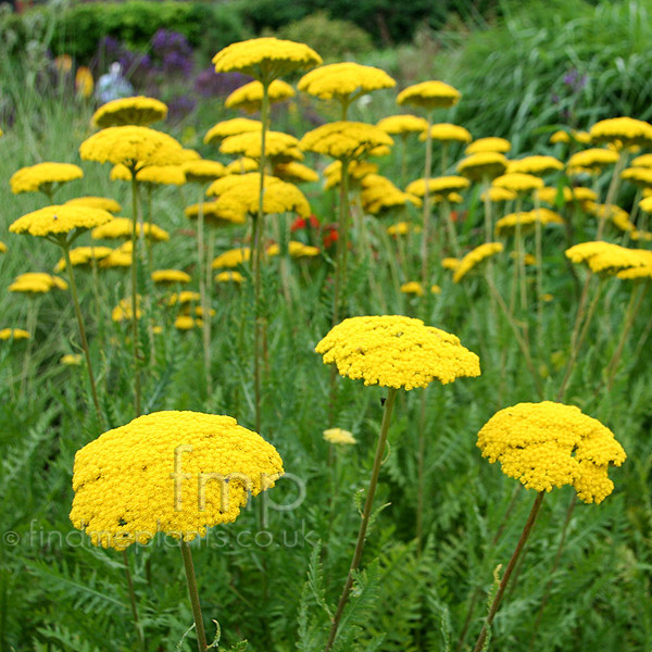 Big Photo of Achillea  Parkersvariety