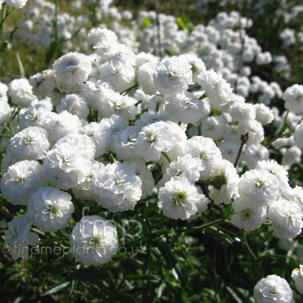 Big Photo of Achillea Perryswhite Fl