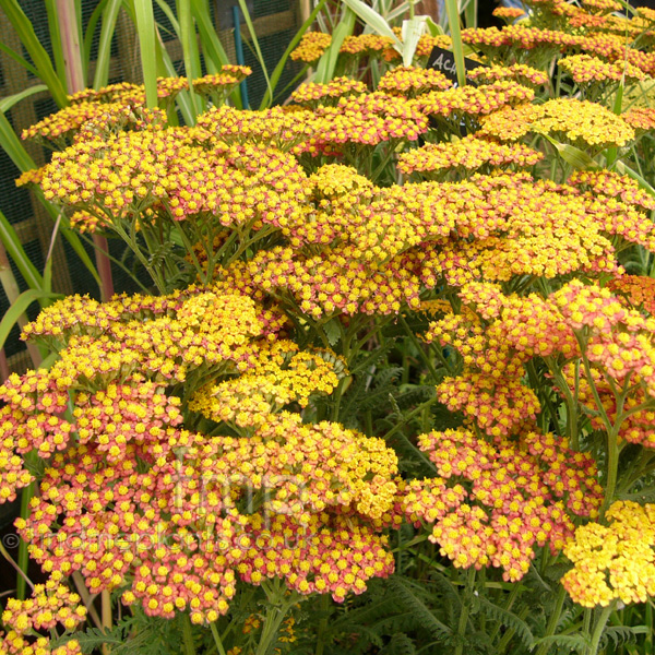 Big Photo of Achillea Waltherfuncke