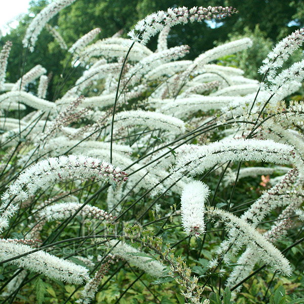 Big Photo of Actaea Elsteadvariety