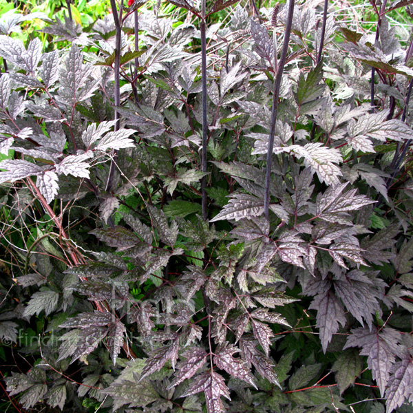Big Photo of Actaea Simplex Brunette Lf