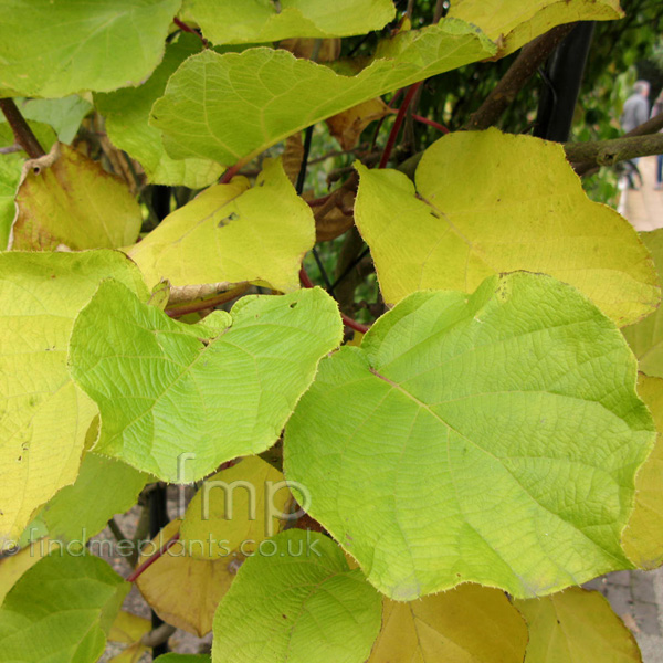 Big Photo of Actinidia Deliciosa Lf