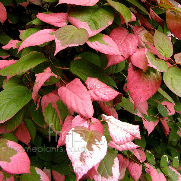 Big Photo of Actinidia Kolomikta