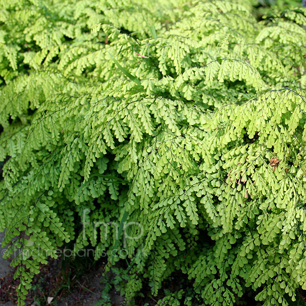 Big Photo of Adiantum Venustum