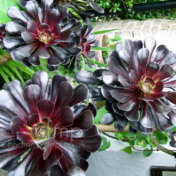 Big Photo of Aeonium Atropurpureum