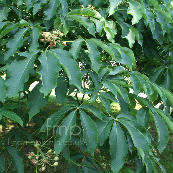 Big Photo of Aesculus Flava