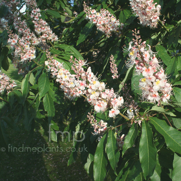 Big Photo of Aesculus Sydneypearce Fl