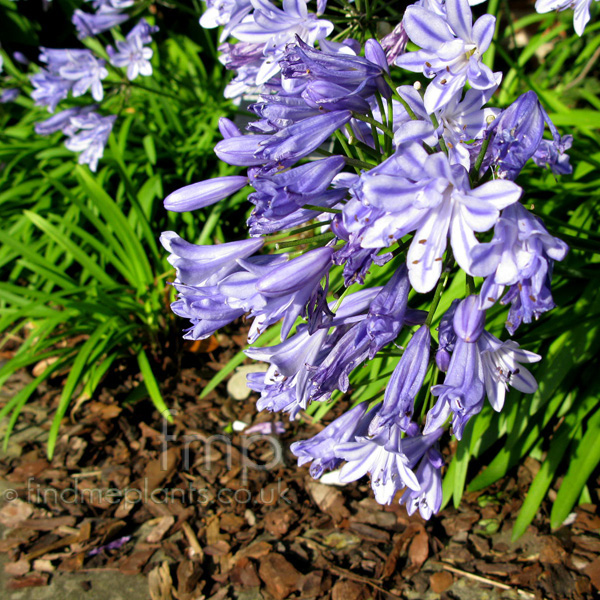 Big Photo of Agapanthus Bluestorm Fl