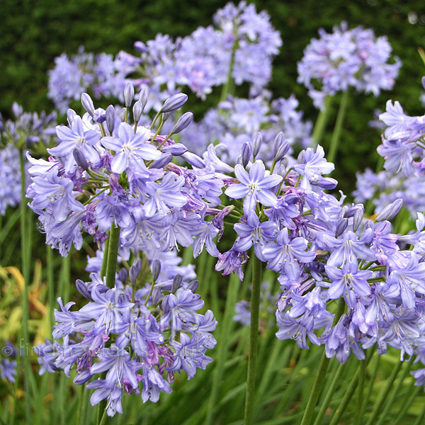 Big Photo of Agapanthus Kingstoneblue