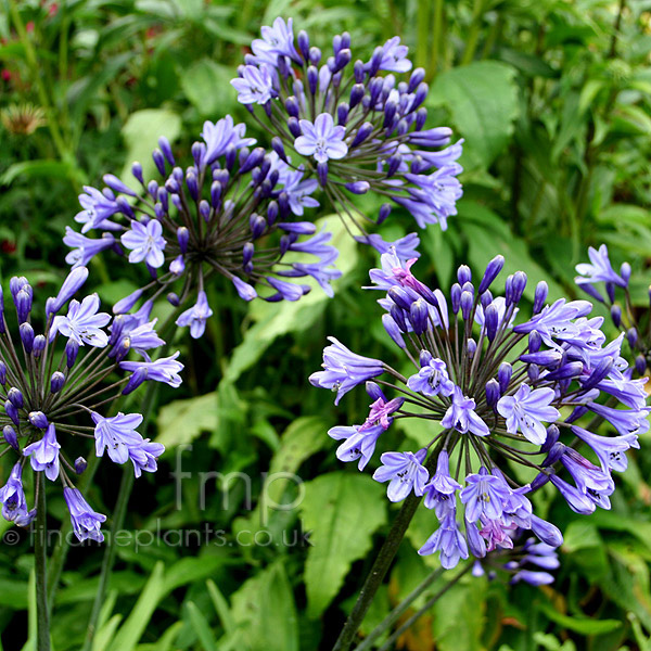 Big Photo of Agapanthus Midnightblue