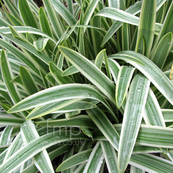 Big Photo of Agapanthus Notfred