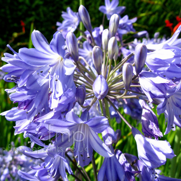 Big Photo of Agapanthus Penelopepalmer Fl