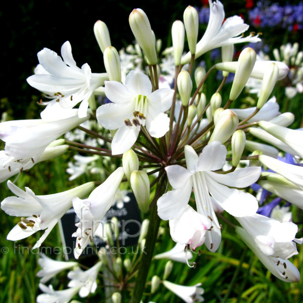 Big Photo of Agapanthus Praecox Albflorus Fl