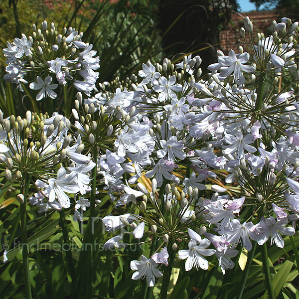Big Photo of Agapanthus Silvermist