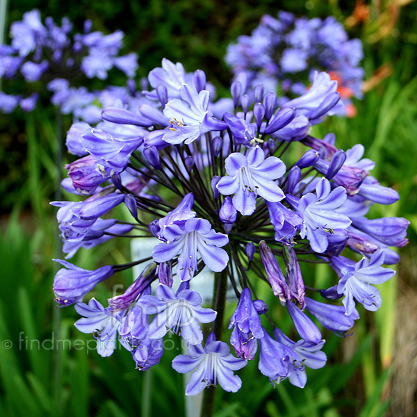 Big Photo of Agapanthus Sybilharton