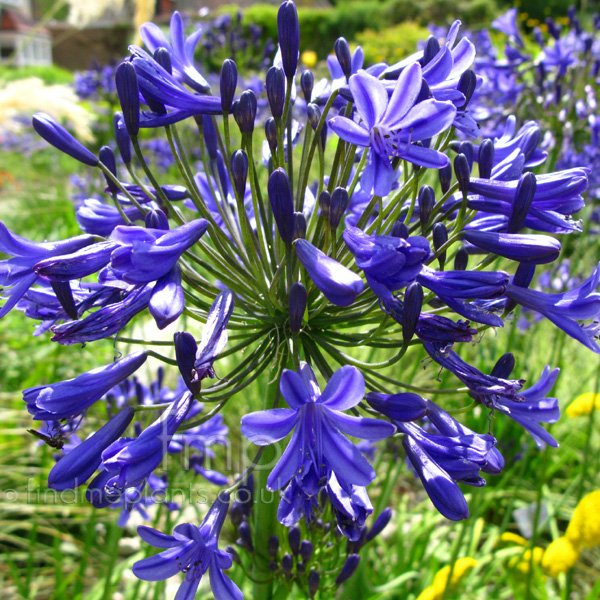 Big Photo of Agapanthus Windsorcastle Fl