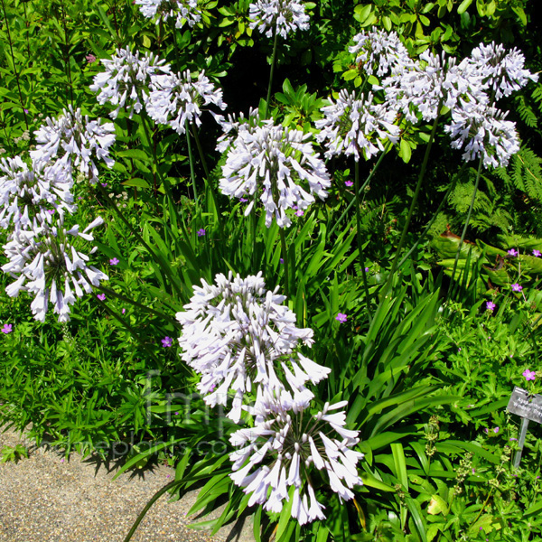 Big Photo of Agapanthus Windsorgrey